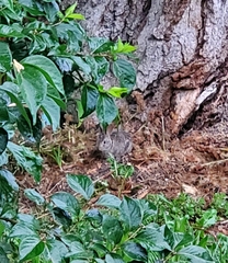 Sylvilagus floridanus