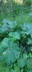 Caltha palustris