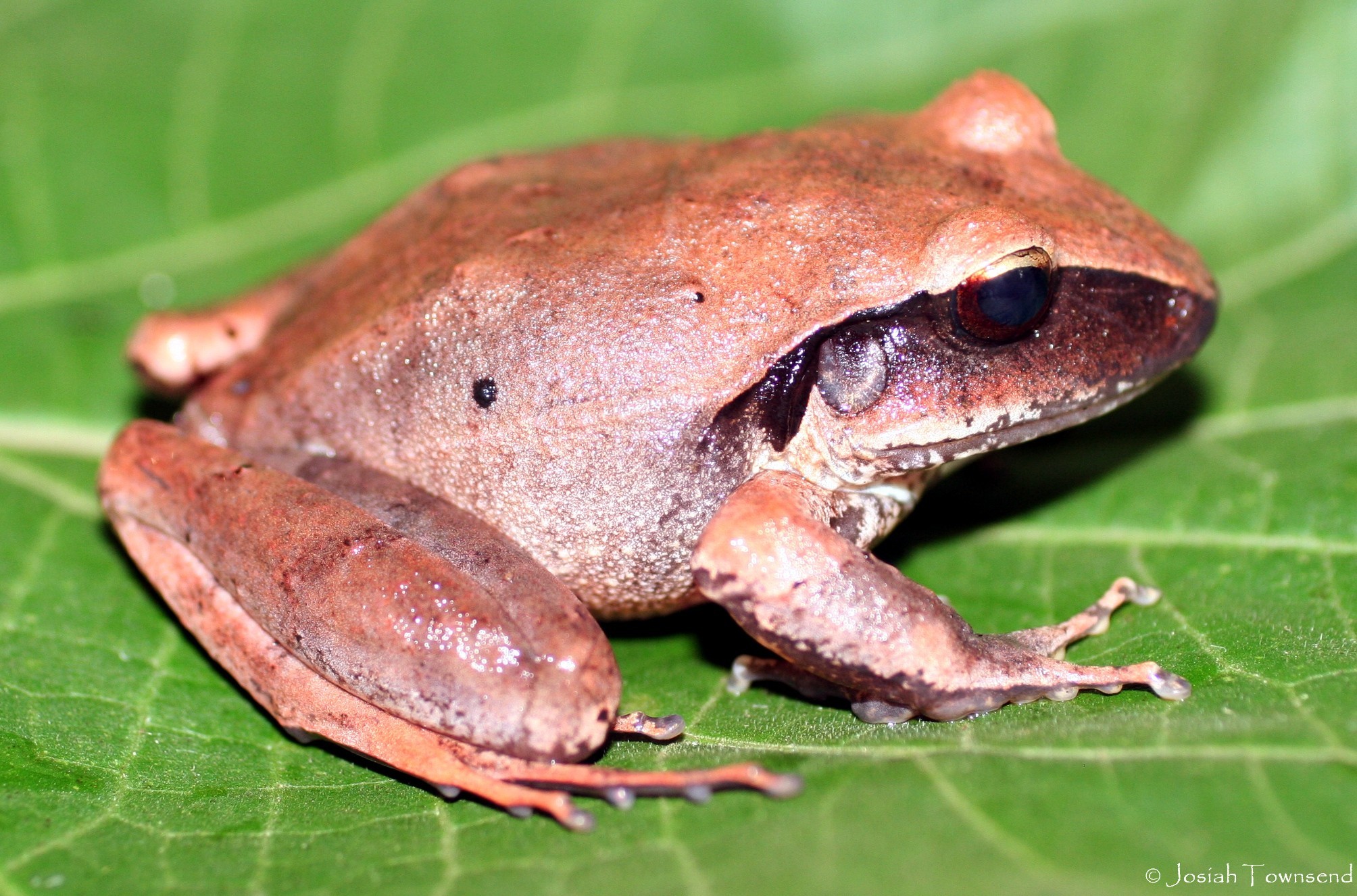 Broad-headed Rainfrog (Craugastor laticeps) · iNaturalist