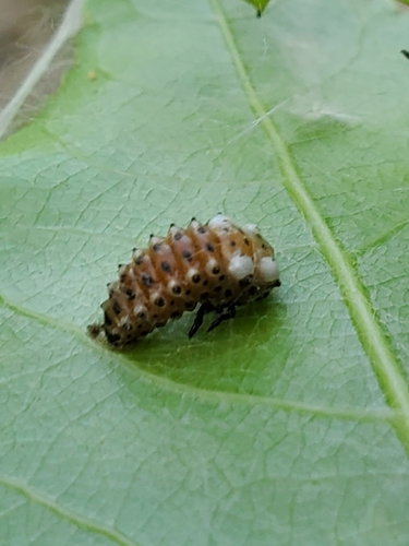 Cottonwood Leaf Beetle