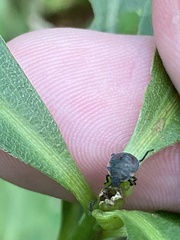 Dendrocoris humeralis
