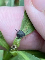 Dendrocoris humeralis