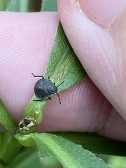 Dendrocoris humeralis