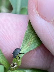 Dendrocoris humeralis