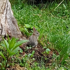 Sylvilagus floridanus