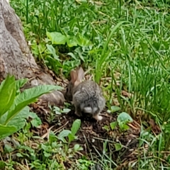 Sylvilagus floridanus