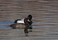Aythya affinis