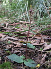 Chiloglottis curviclavia
