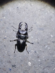 Serrognathus titanus sika