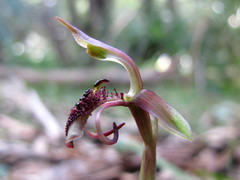 Chiloglottis curviclavia