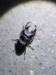 Serrognathus titanus sika