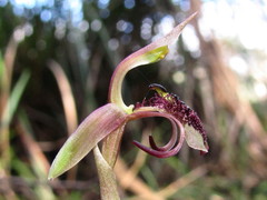 Chiloglottis curviclavia