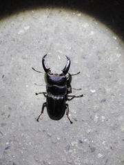 Serrognathus titanus sika