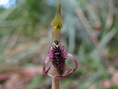 Chiloglottis curviclavia