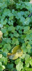 Hydrocotyle acutiloba