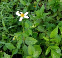 Bidens alba