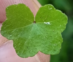 Hydrocotyle acutiloba