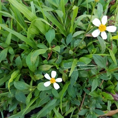 Bidens alba