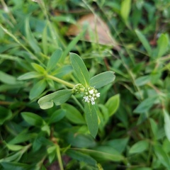 Spermacoce verticillata