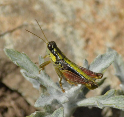 Cascade Timberline Grasshopper photo 3