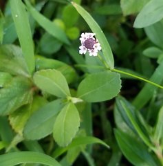Phyla nodiflora