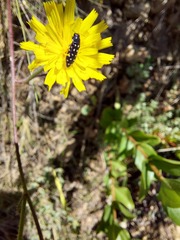 Acmaeodera octodecimguttata