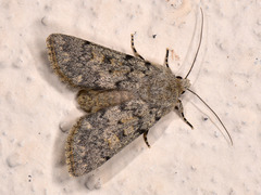 Dichagyris renigera
