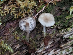 Hydropus marginellus