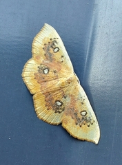 Cyclophora albiocellaria