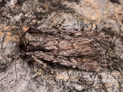 Dichagyris signifera