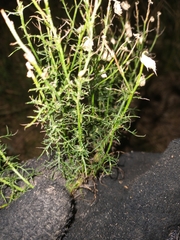 Baccharis ulicina