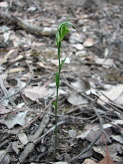 Pterostylis atrans