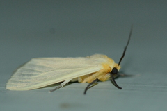 Pareuchaetes pseudoinsulata