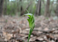 Pterostylis atrans