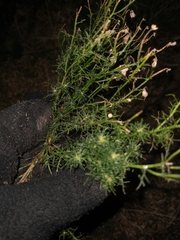Baccharis ulicina