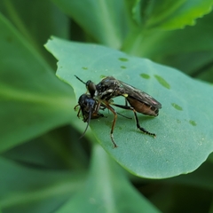Dioctria hyalipennis