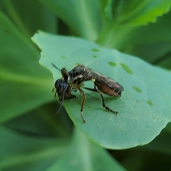 Dioctria hyalipennis