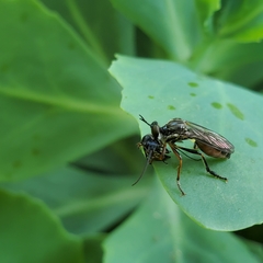 Dioctria hyalipennis