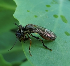 Dioctria hyalipennis