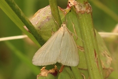 Udea austriacalis