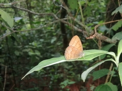 Cissia pompilia