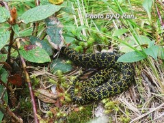 Protobothrops jerdonii