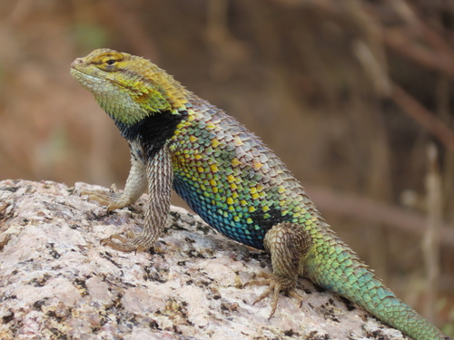 Desert Spiny Lizard