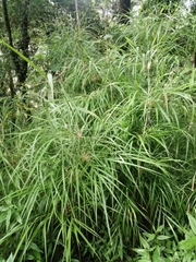 Chusquea longifolia