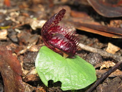 Corybas fimbriatus