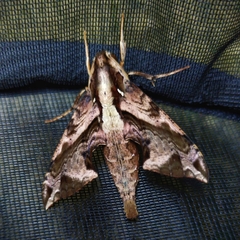 Eupanacra