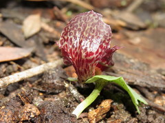 Corybas fimbriatus
