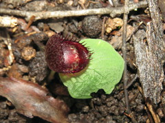 Corybas fimbriatus