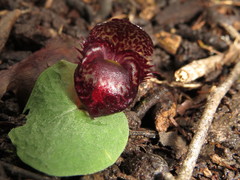 Corybas fimbriatus
