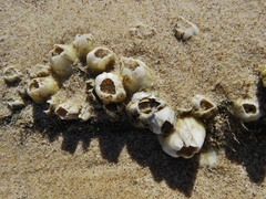 Amphibalanus subalbidus